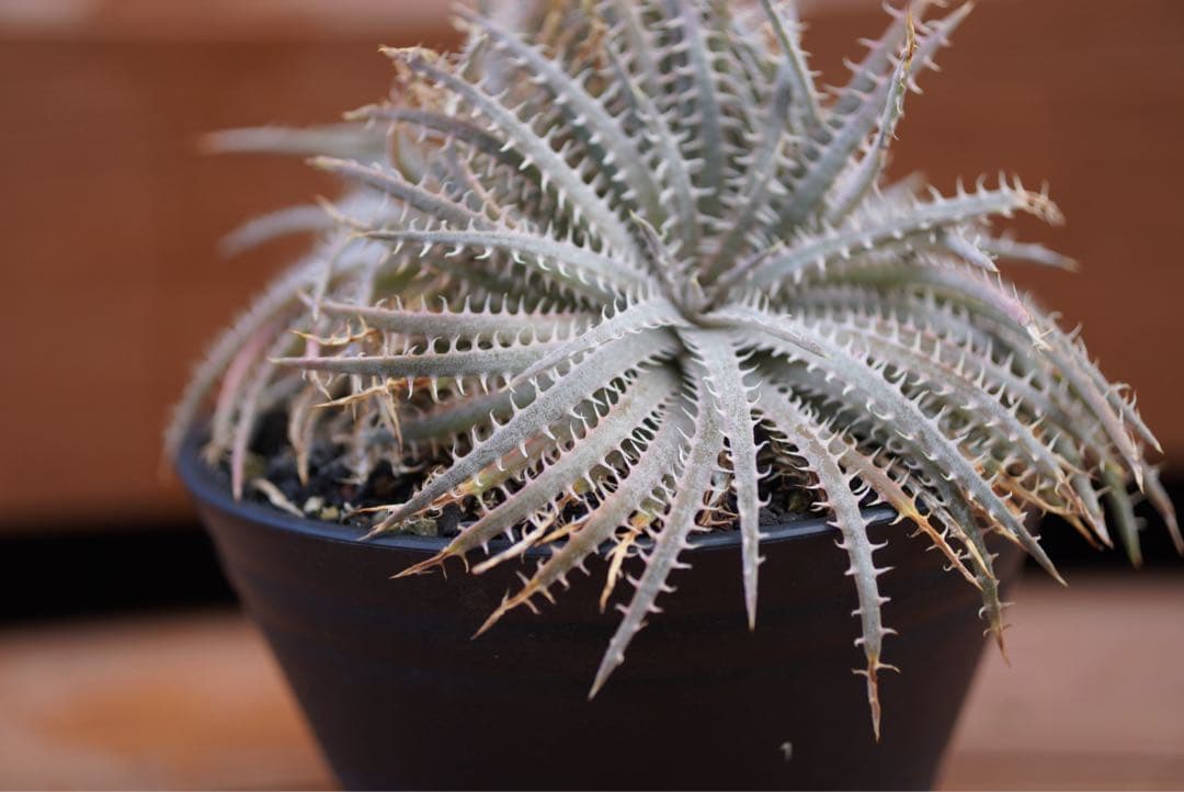 【最終値下げ】Dyckia delicata (rubra form)