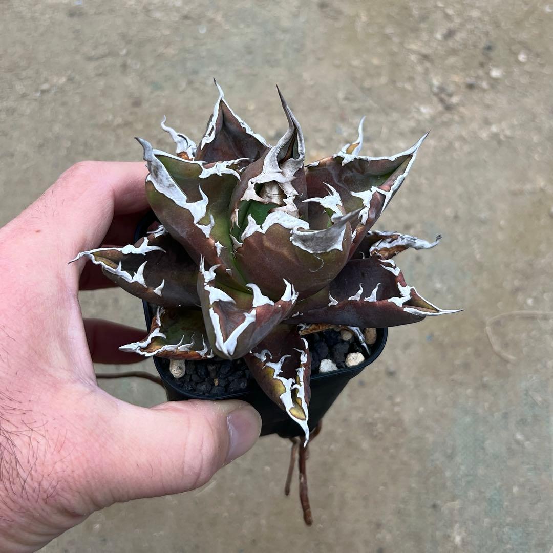 アガベ チタノタ　白火焔　活着済