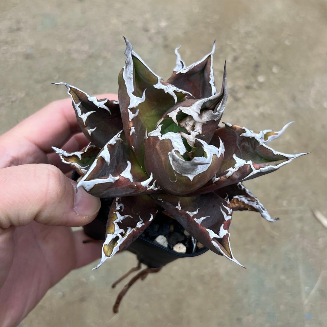 アガベ チタノタ　白火焔　活着済