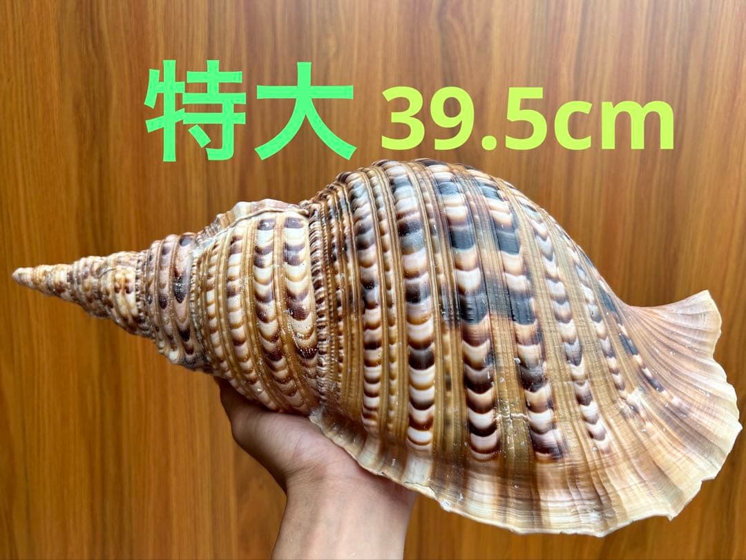 特大　法螺貝　39.５ cm