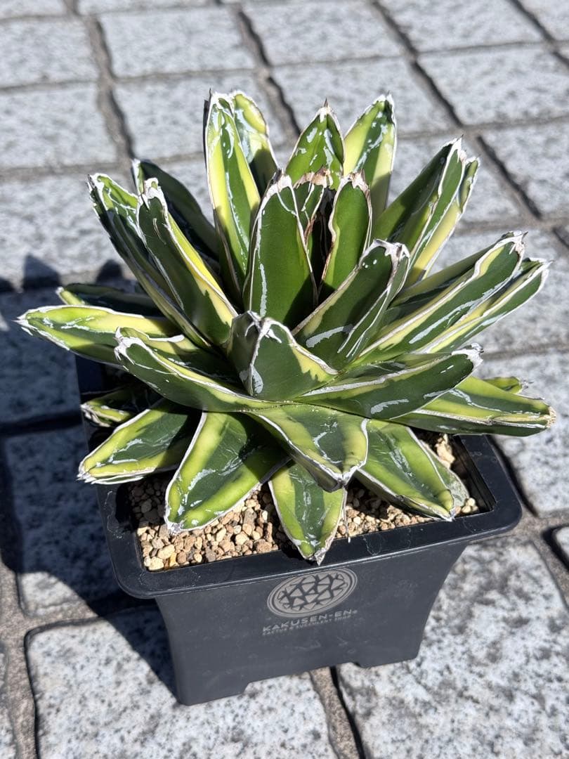 アガベ 笹の雪 輝山 台湾輸入 大株 極上