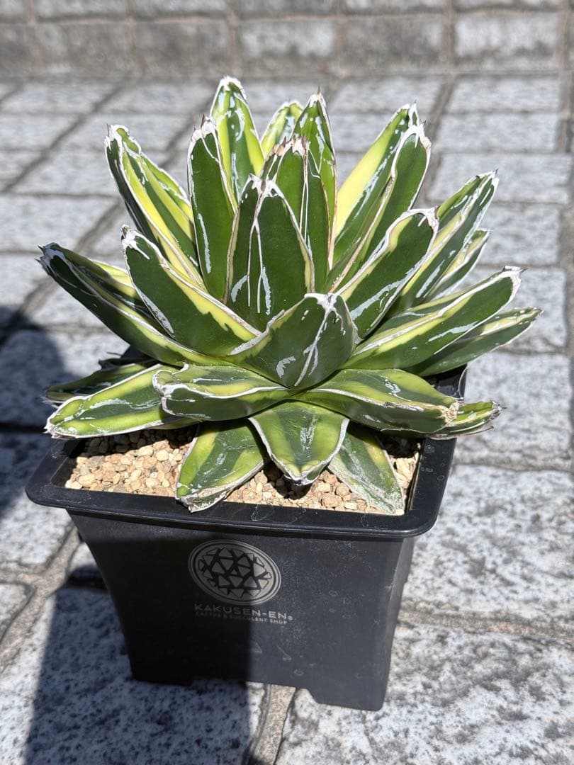 アガベ 笹の雪 輝山 台湾輸入 大株 極上