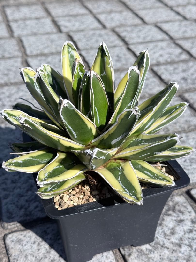 アガベ 笹の雪 輝山 台湾輸入 大株 極上