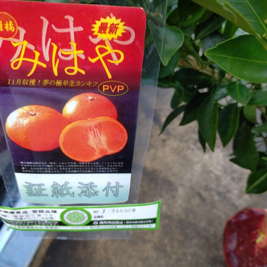 大人気企画！「みはや３年生」＆（バリエーション選択肢）