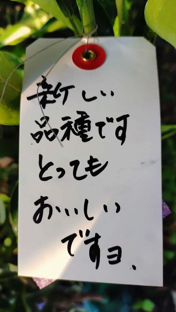 大人気企画！「みはや３年生」＆（バリエーション選択肢）