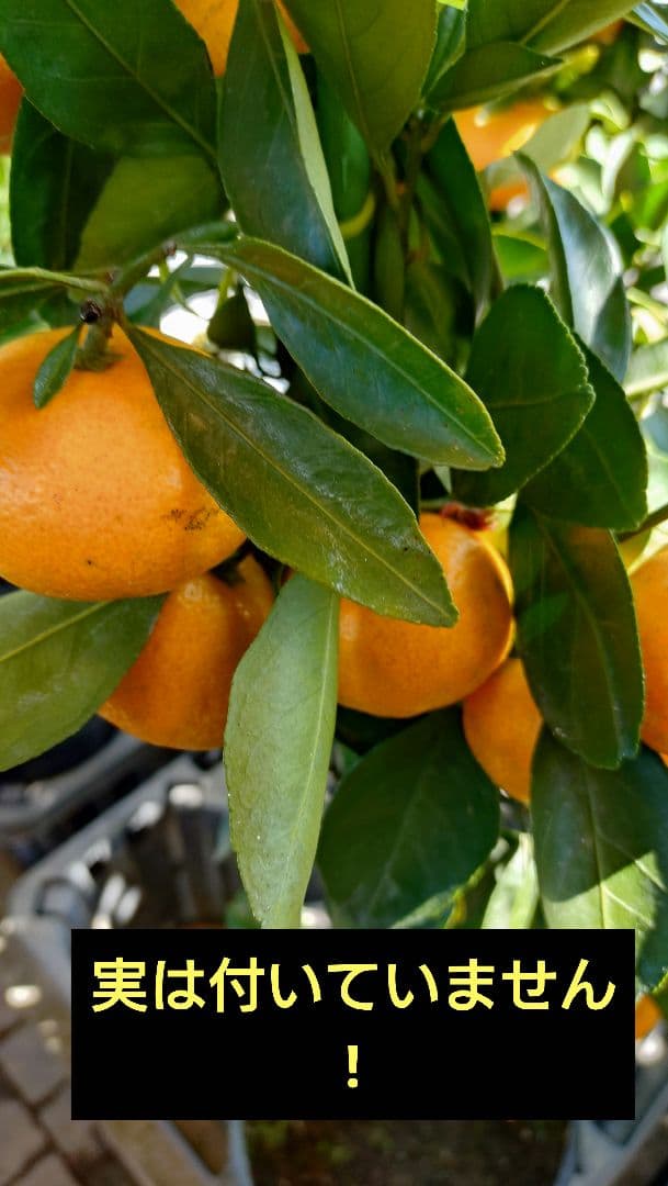 大人気企画！「みはや３年生」＆（バリエーション選択肢）