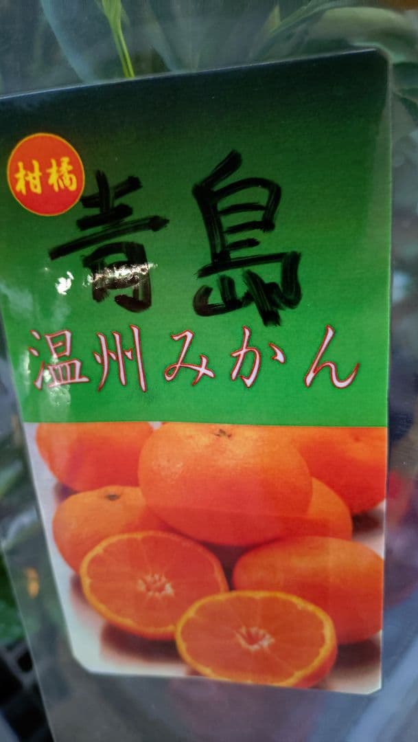 大人気企画！「みはや３年生」＆（バリエーション選択肢）