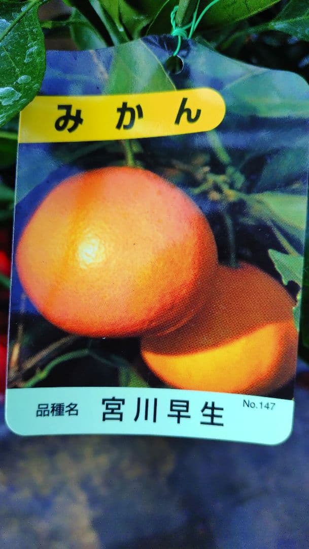 大人気企画！「みはや３年生」＆（バリエーション選択肢）