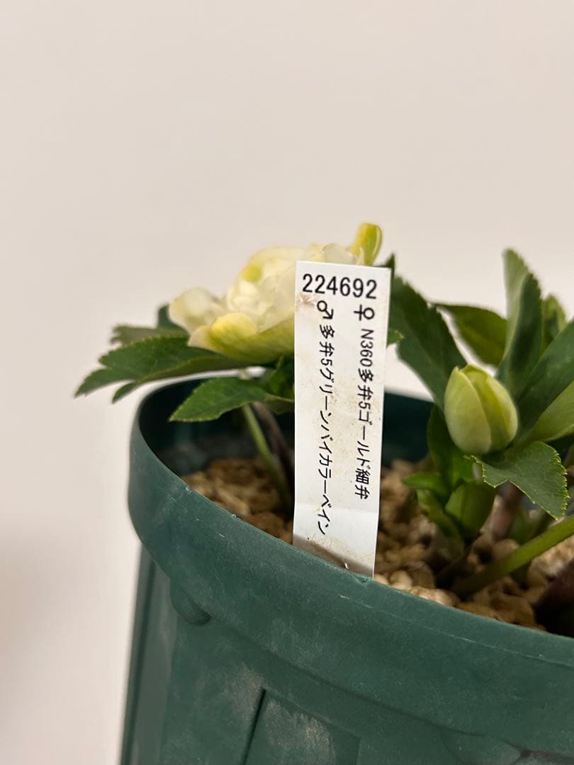 多弁系ホワイトバイカラー　加藤農園　クリスマスローズ