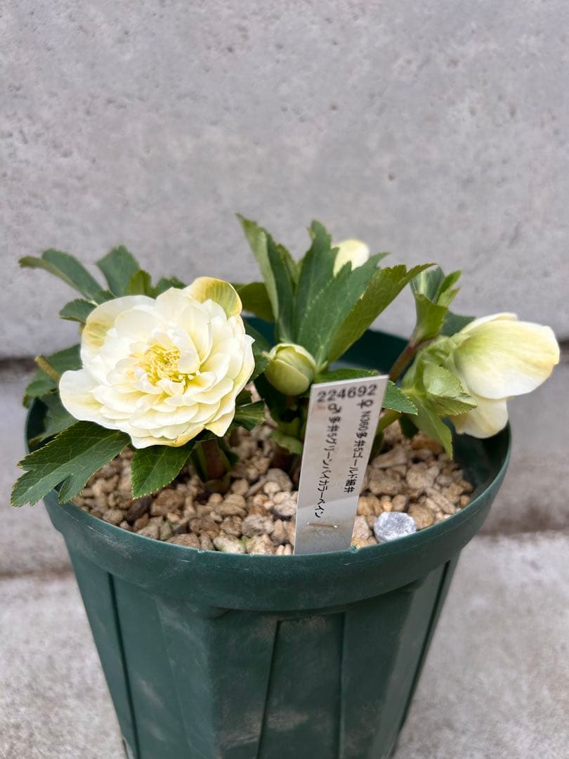 多弁系ホワイトバイカラー　加藤農園　クリスマスローズ