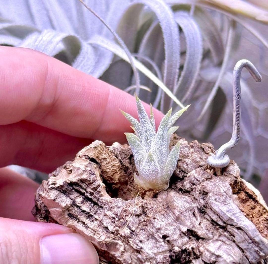 【みぃこどん】Tillandsia 4点セット