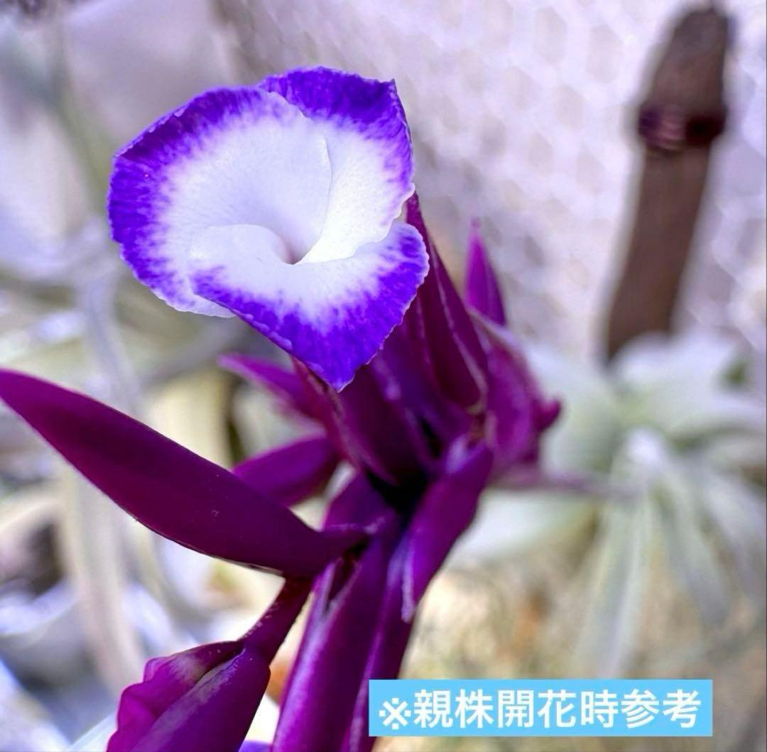 【みぃこどん】Tillandsia 4点セット