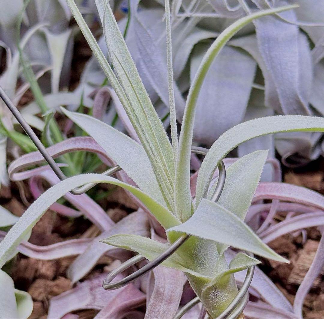 【みぃこどん】Tillandsia 4点セット