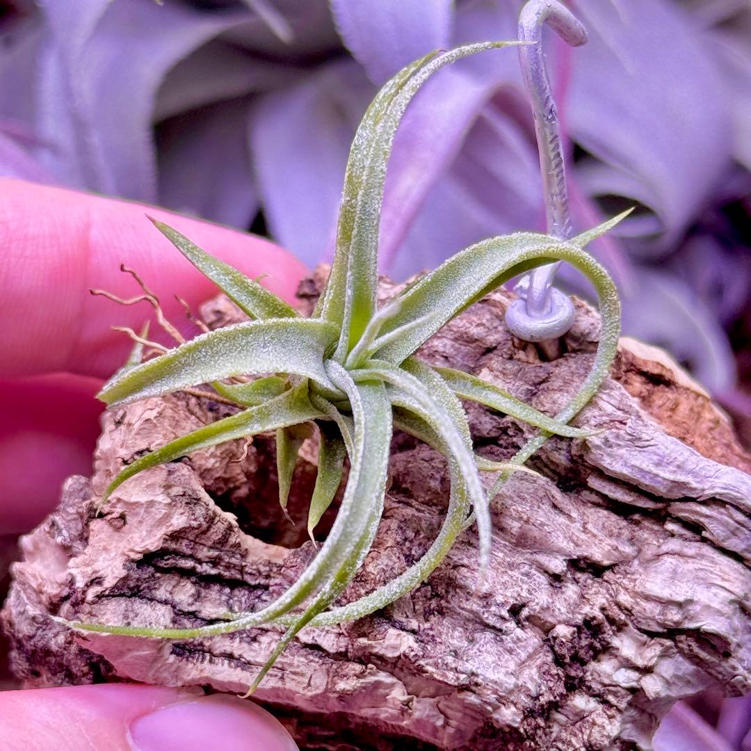【みぃこどん】Tillandsia 4点セット