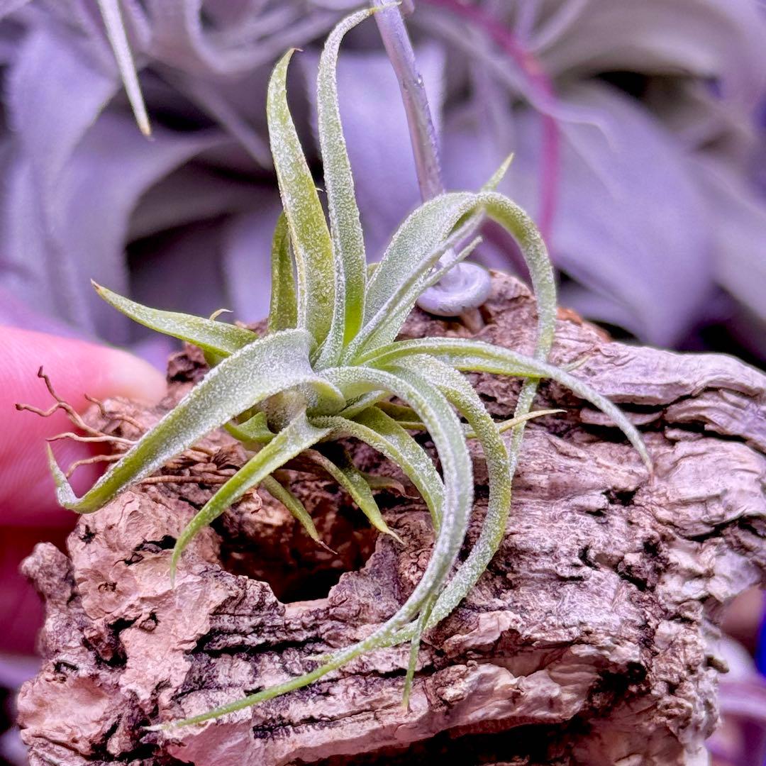 【みぃこどん】Tillandsia 4点セット