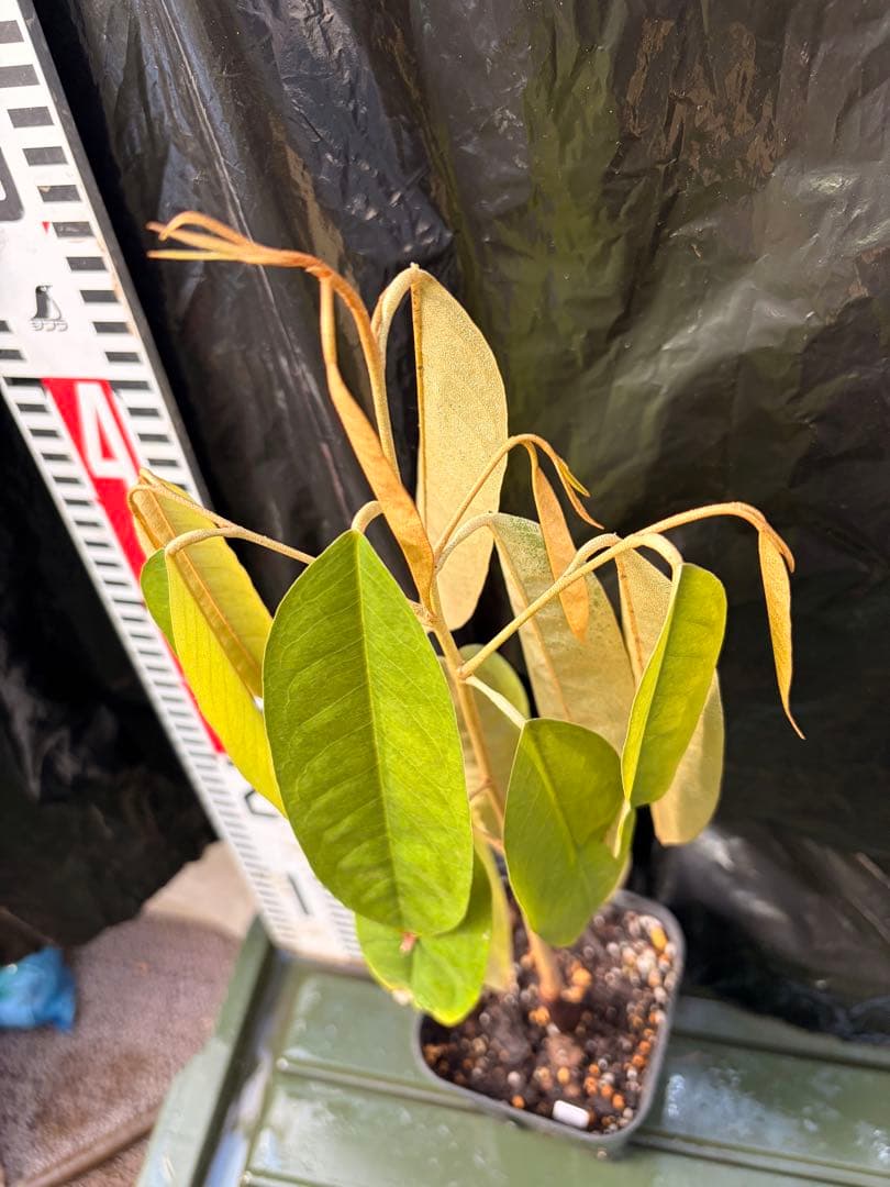 ドリアンレア品種苗 Durio macrantha Dwarf Type DD2