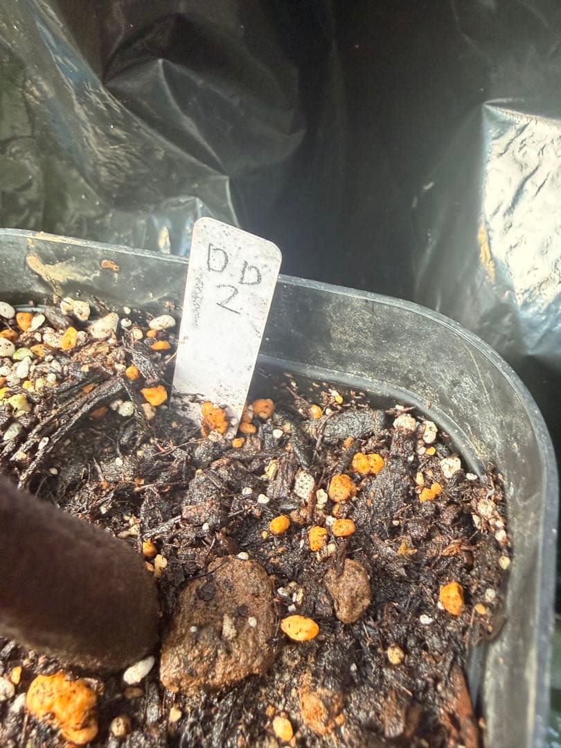 ドリアンレア品種苗 Durio macrantha Dwarf Type DD2