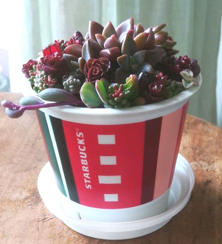 SOLD♡　多肉寄植え　みちみち多肉ミニガーデン　rouge in スタバ