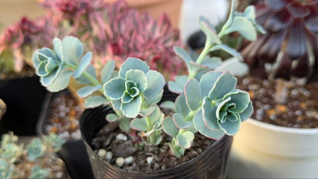 越中ミセバヤ １ 抜き苗 多肉植物