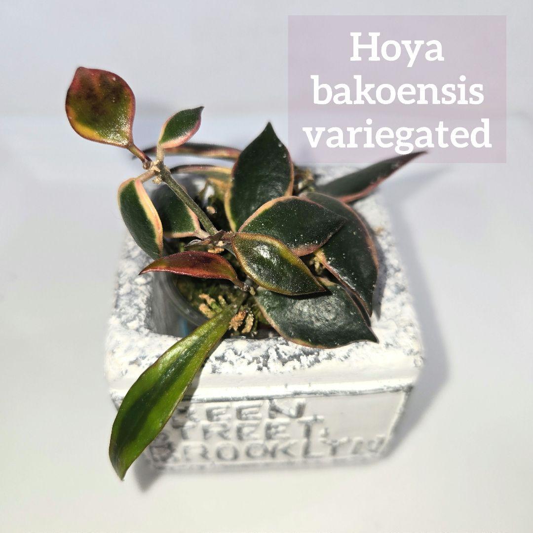 Hoya bakoensis variegated 　4~５センチカップ植え