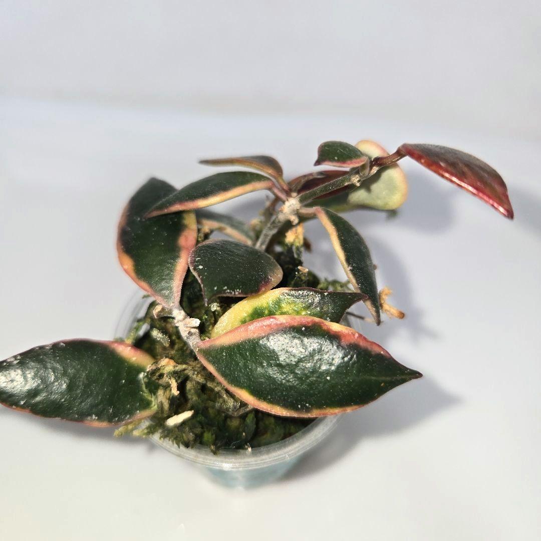 Hoya bakoensis variegated 　4~５センチカップ植え