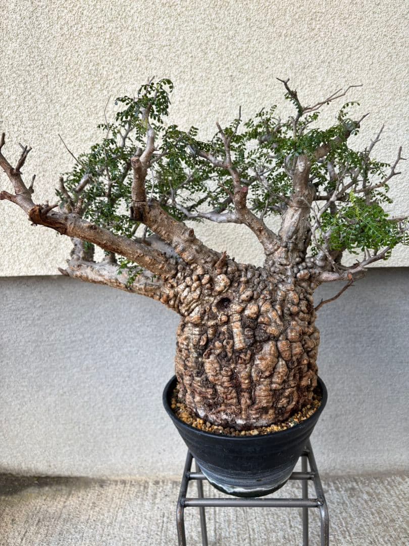 週末SALE。オペルクリカリア　パキプス【御神木】【発根済】