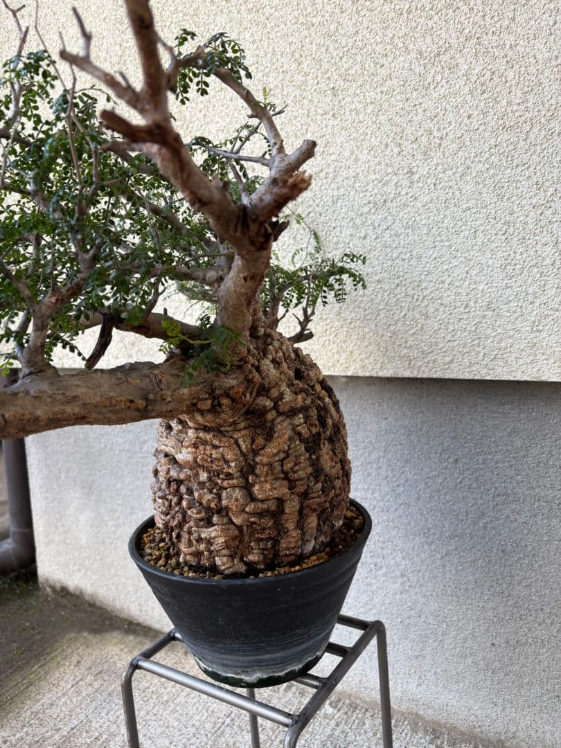 週末SALE。オペルクリカリア　パキプス【御神木】【発根済】