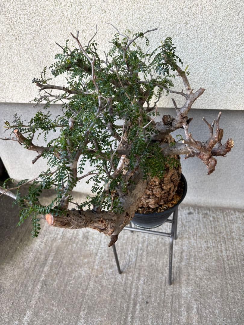 週末SALE。オペルクリカリア　パキプス【御神木】【発根済】