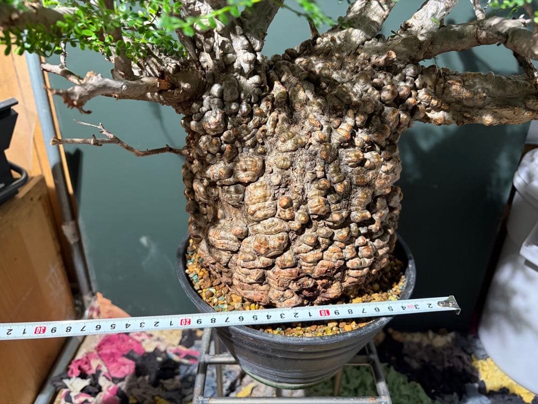 週末SALE。オペルクリカリア　パキプス【御神木】【発根済】