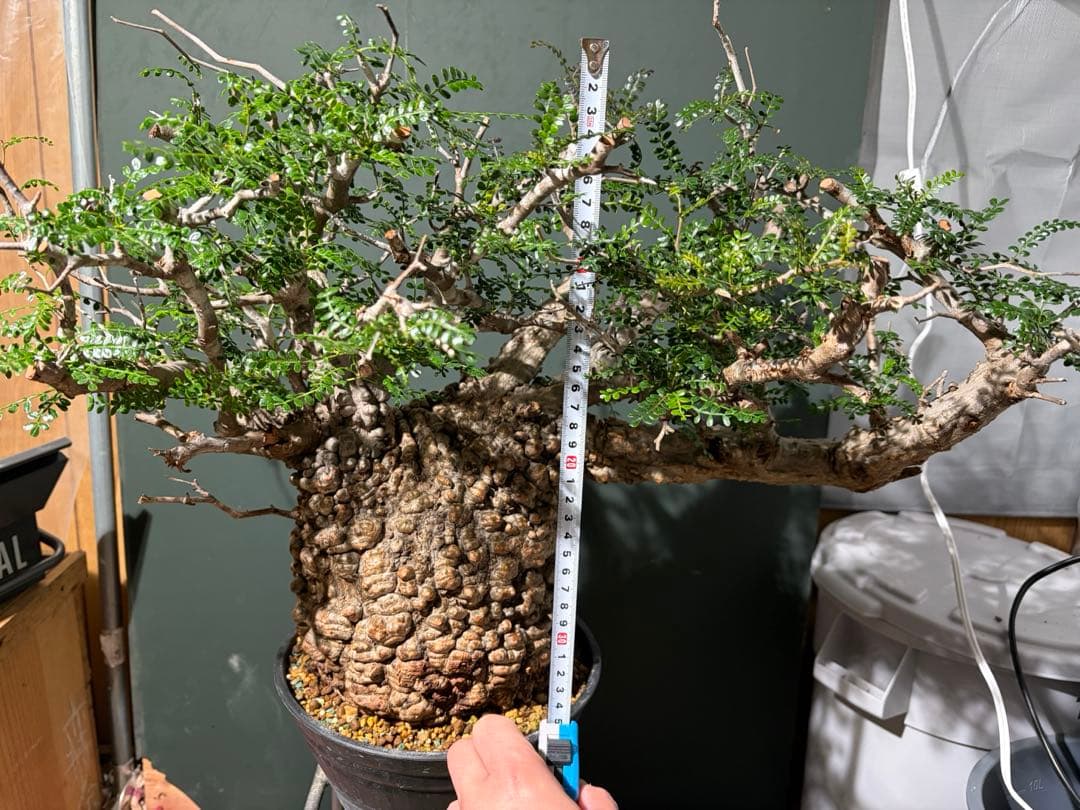 週末SALE。オペルクリカリア　パキプス【御神木】【発根済】