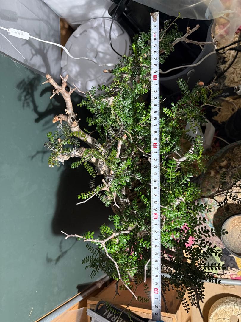 週末SALE。オペルクリカリア　パキプス【御神木】【発根済】