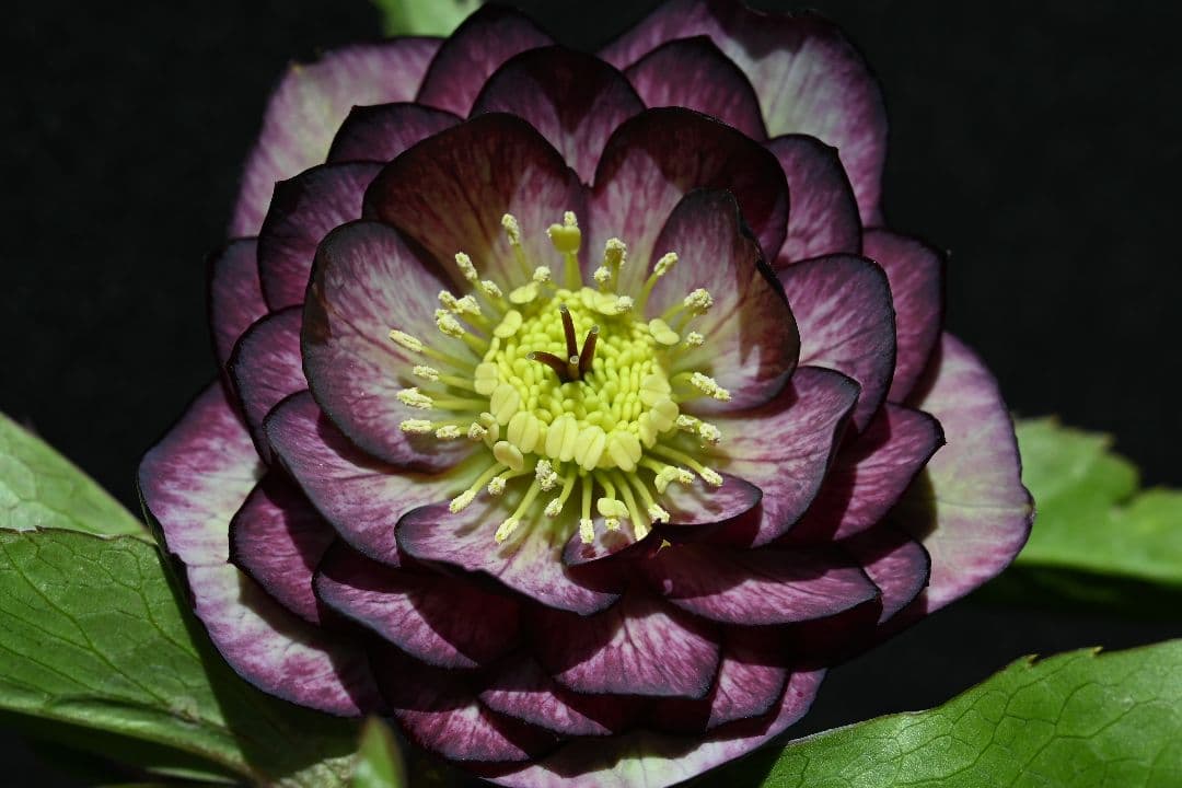 クリスマスローズ　ddバイカラーグレープ　加藤農園