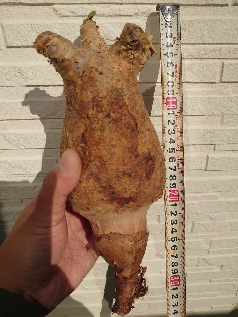 キフォステンマ マクロプス