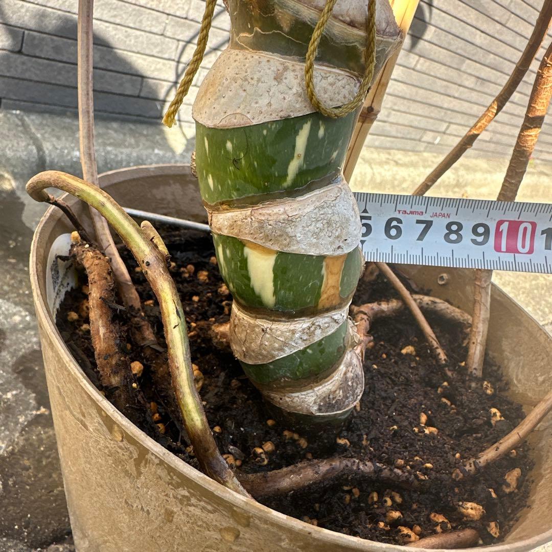 モンステラ　斑入り　デリシオーサ　イエローモンスター　幹立