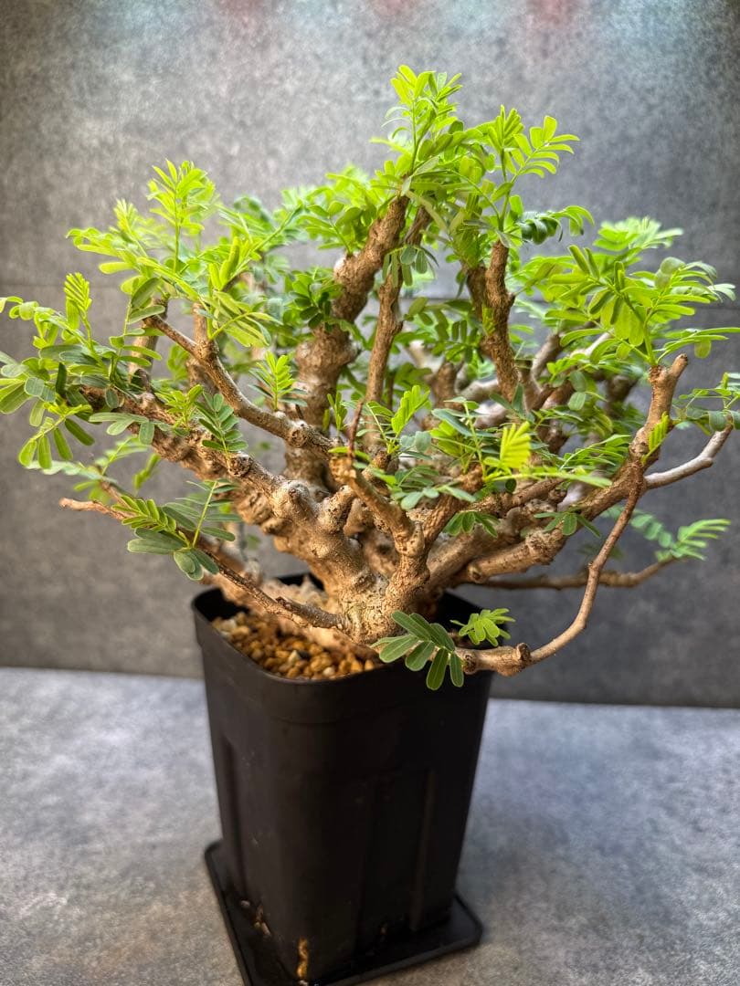 センナ　メリディオナリス　海外実生　発根済み　398