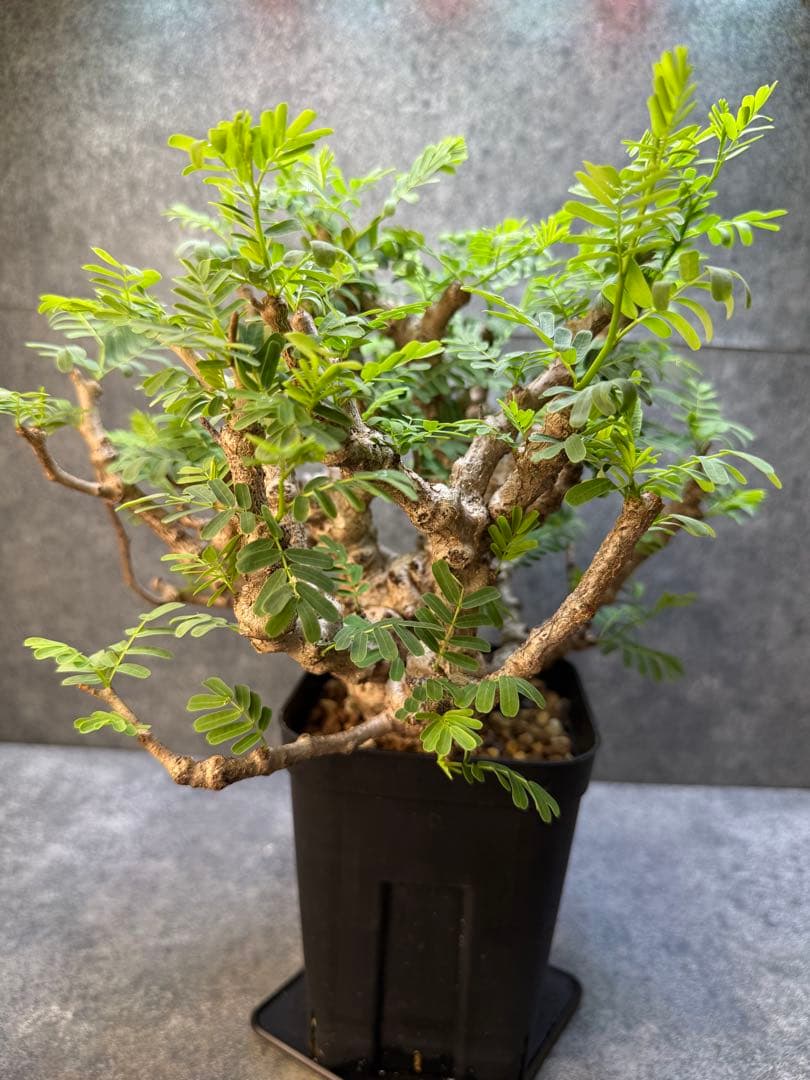 センナ　メリディオナリス　海外実生　発根済み　398