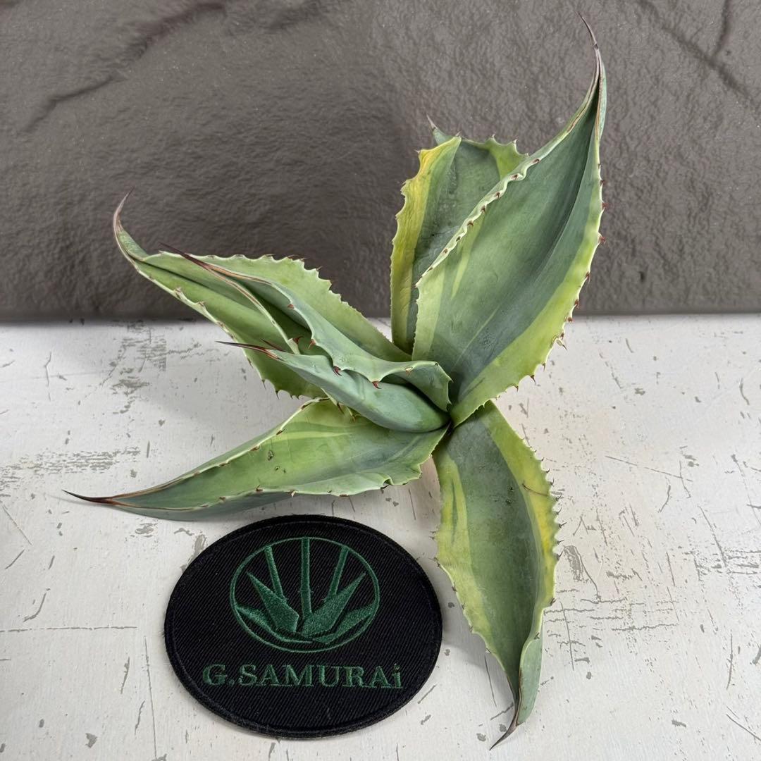 【アガベ オバティフォリア“オルカ”】地植え/-18℃まで/極上　L2