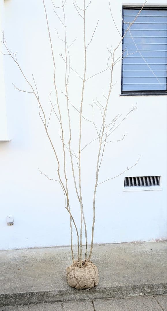 唯一無二。特大山採りアオダモ。