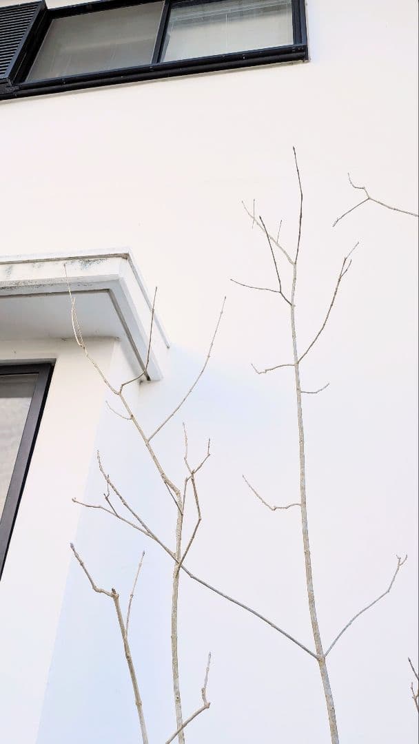 唯一無二。特大山採りアオダモ。