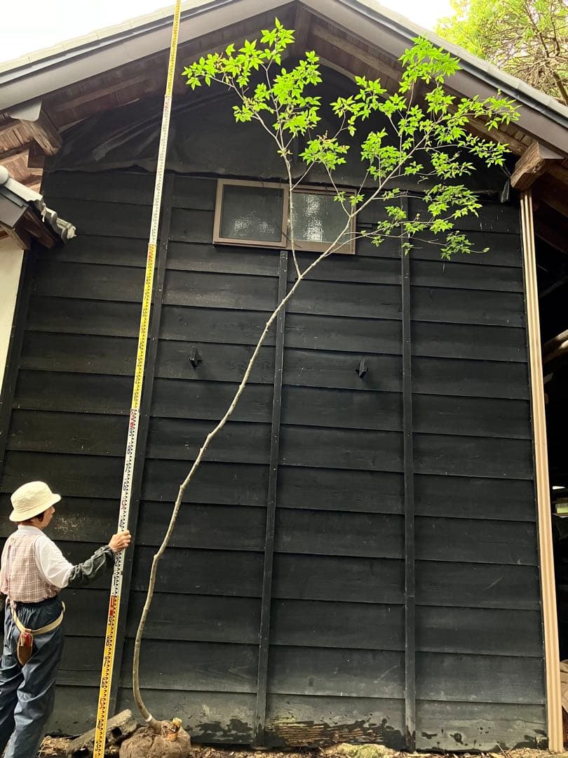 73 山採り　アオダモ