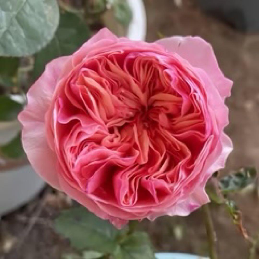 「丸」切り花品種バラ苗　Rome♡ Rose