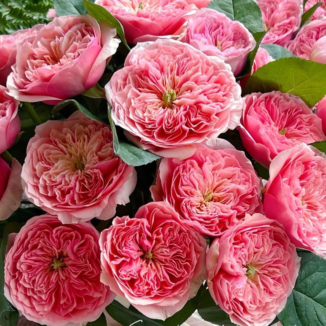 「丸」切り花品種バラ苗　Rome♡ Rose