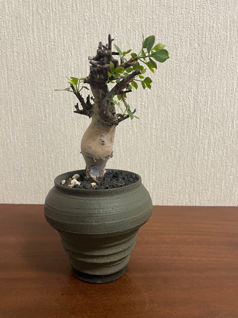 最終値下げ　コミフォラ　カタフ　ソマリア　ピュア