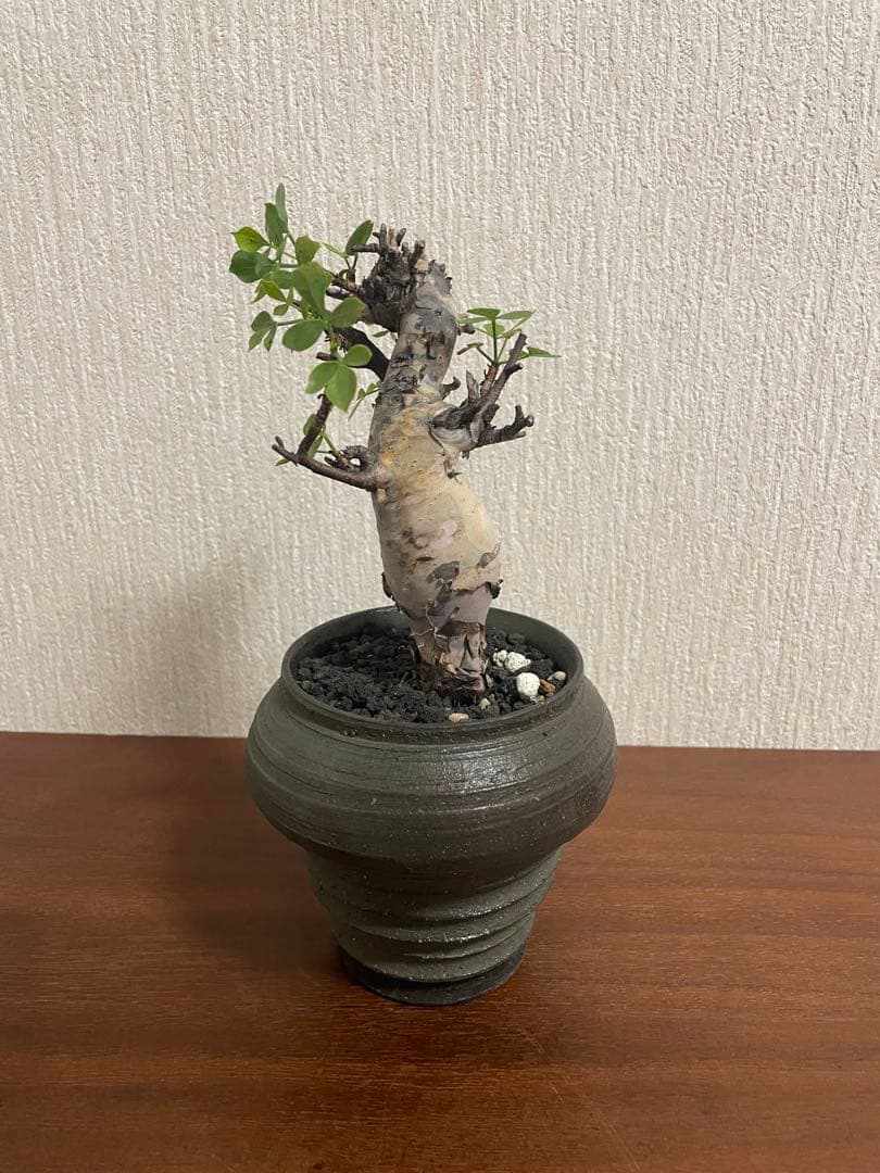 最終値下げ　コミフォラ　カタフ　ソマリア　ピュア