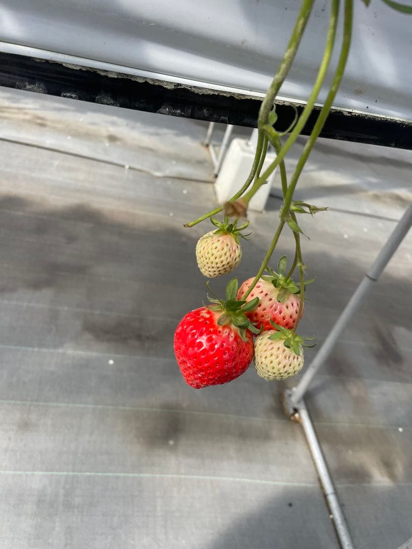 みいめいさん専用！