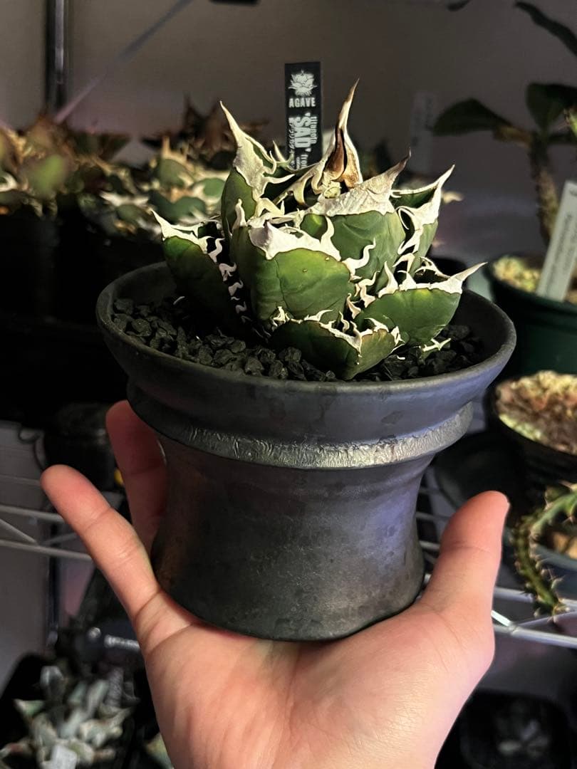 アガベ SAD (南アフリカダイヤモンド)初期輸入株 子株付き 鉢ごと発送