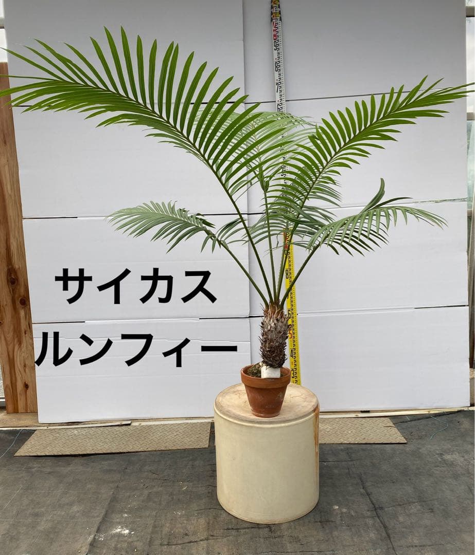 サイカスルンフィー 約150cm