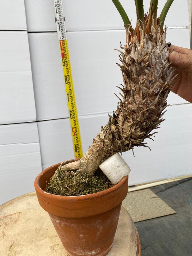 サイカスルンフィー 約150cm