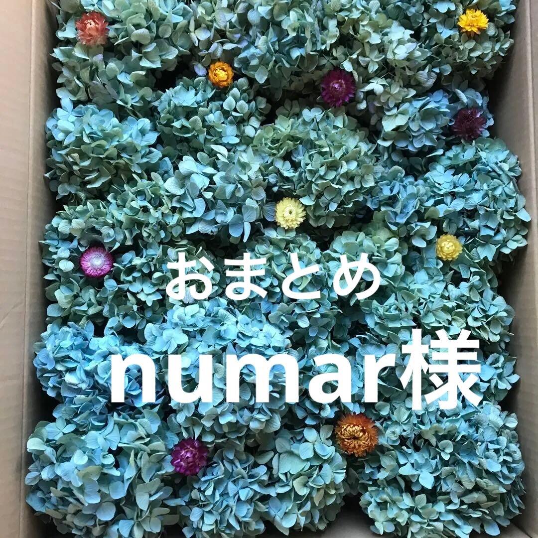 紫陽花ドライフラワー D10 120サイズ 北海道産 タイムセール