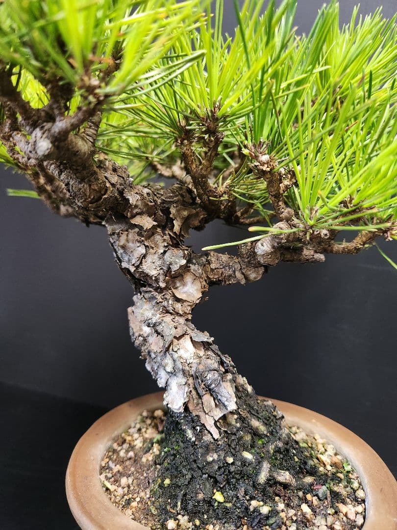 赤松　高松盆栽　赤松盆栽
